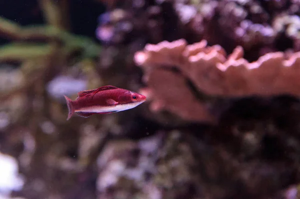 Dark Red Cirrhilabrus Sailfin Fairy Wrasse Found Philippines Coral Reef — Stock Photo, Image