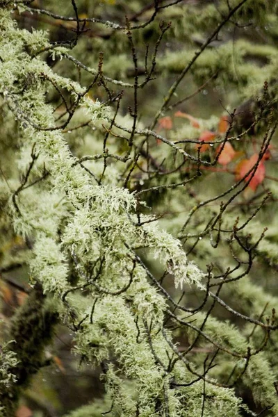 Vue Des Arbres Totalement Couverts Lichen — Photo