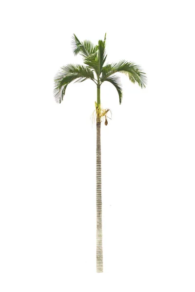 Palmera Sobre Fondo Blanco —  Fotos de Stock