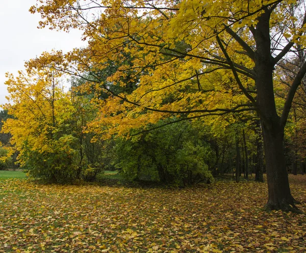 Sonbahar Ağaç Yaprakları Fotoğraf Ile Parkta Güzel Resim Arka Plan — Stok fotoğraf