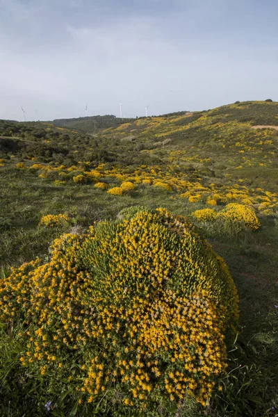 Paisaje Típico Hermoso Con Arbustos Ulex Densus Sagres Región Portugal — Foto de Stock