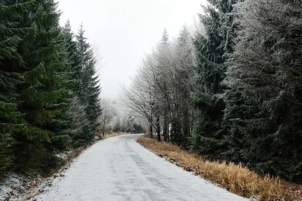 Snö Och Frost Aftonen December Skogen — Stockfoto