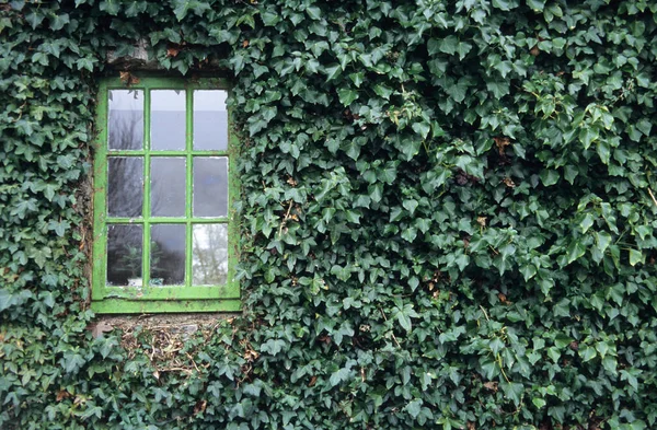 Staré Dřevěné Okno Obklopené Ivy — Stock fotografie