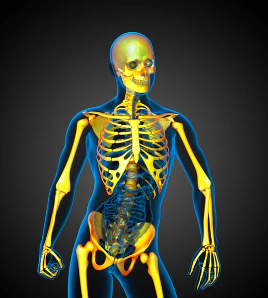 人間の骨格の3D医療イラスト 正面図 — ストック写真