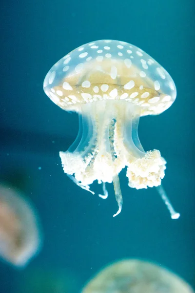 Golden Jelly Phyllorhiza Punctata Also Known Floating Bell White Spotted — Stock Photo, Image