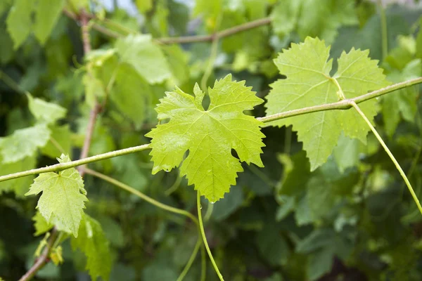 Primer Plano Una Planta Vid Con Hojas Verdes — Foto de Stock