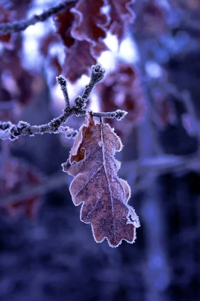 Folha Inverno Cercada Por Uma Borda Cristais Gelo — Fotografia de Stock