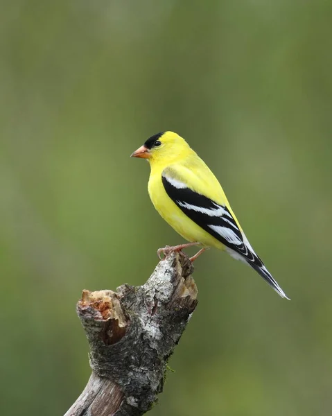Bright Yellow Male Goldfinch Breeding Plumage — Stock Photo, Image
