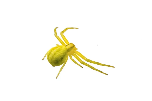 Green Spider Isolated White Background — Stock Photo, Image