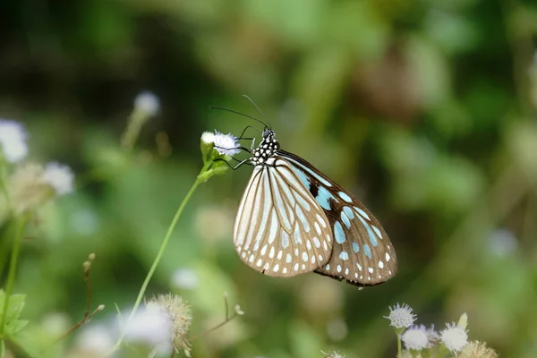 Kék Üveges Tigris Pillangó Virág Ideopsis Simillis Persimillis Moore — Stock Fotó