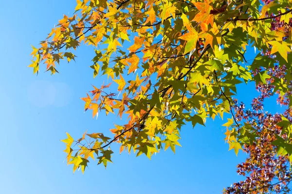 Autumn Klonowe Listowie Piękny Słoneczny Dzień Niebo Tle — Zdjęcie stockowe
