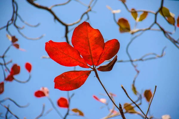 Červená Bengálsko Mandle Listy Modrou Oblohou Jasný Den — Stock fotografie