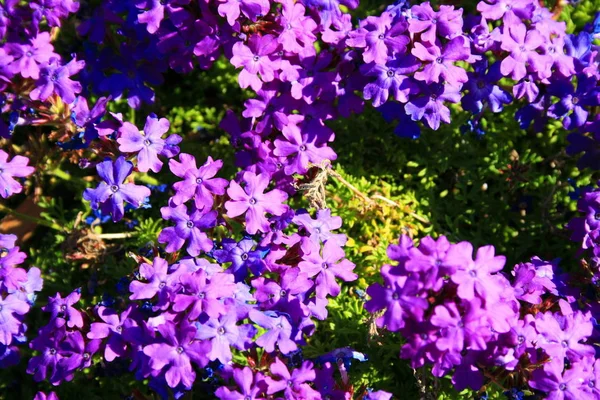 Flores Lantana Púrpura Cerca Día Soleado —  Fotos de Stock