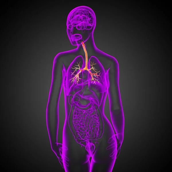 男性の細気管支 背面ビューの 医療イラスト — ストック写真