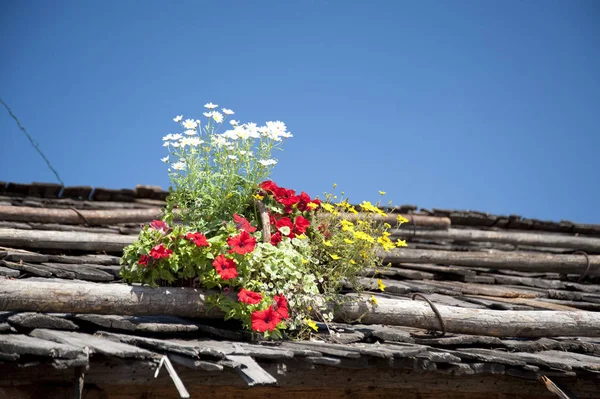 Blumen Auf Einem Holzdach — Stockfoto