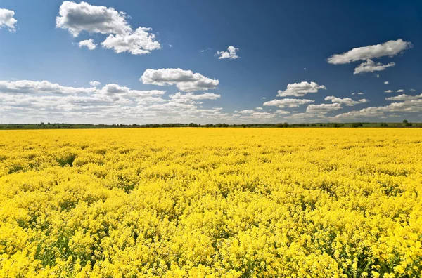Kvetoucí Žluté Pole Znásilnění Mraky Modrém Nebi — Stock fotografie