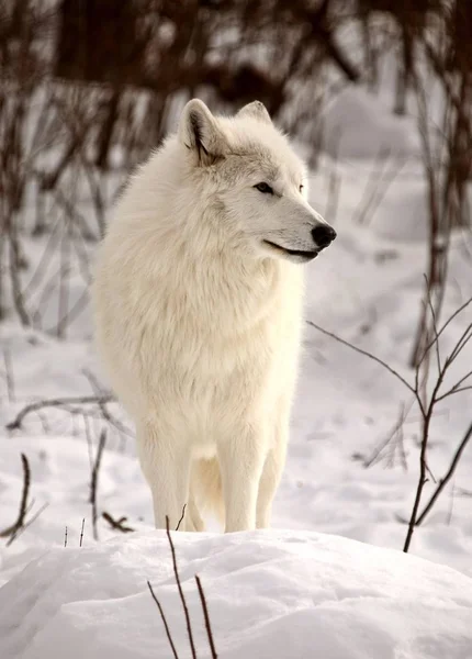 Wilk Polarny Zimie — Zdjęcie stockowe
