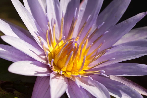 Purple Lotus Vattnet — Stockfoto