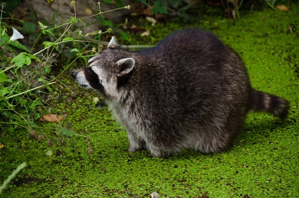 Racoon, Procyon lotor, sitting in a water pit and looking for food