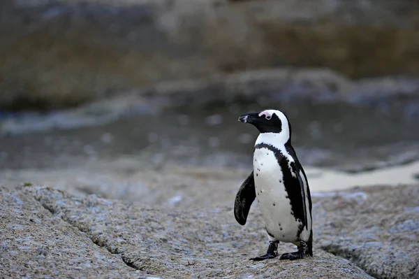 Ходьба Африканських Пінгвінів Spheniscus Демерсус Колонії Валунів Jackass Пінгвін Чорноногий — стокове фото