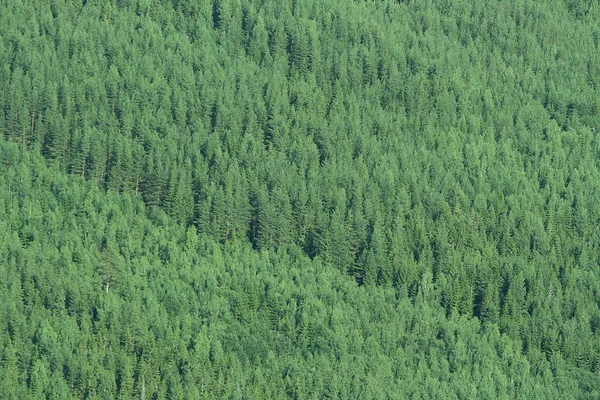 Floresta Verde Com Muitas Árvores — Fotografia de Stock