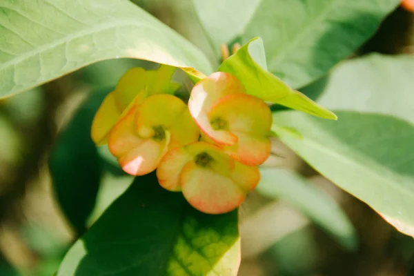 Closeup Poi Sian Flowers Pink Green — Stock Photo, Image