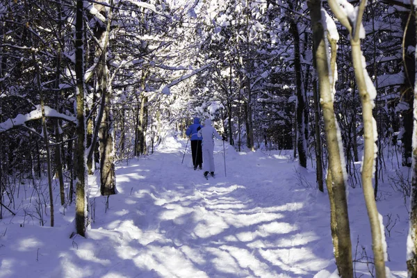 Widok Zima Scena — Zdjęcie stockowe