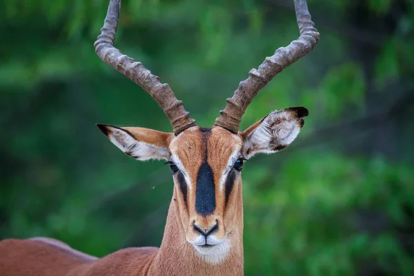 Férfi Fekete Arcú Impala Főszereplésével Kamera Etosha Nemzeti Parkban Namíbia — Stock Fotó