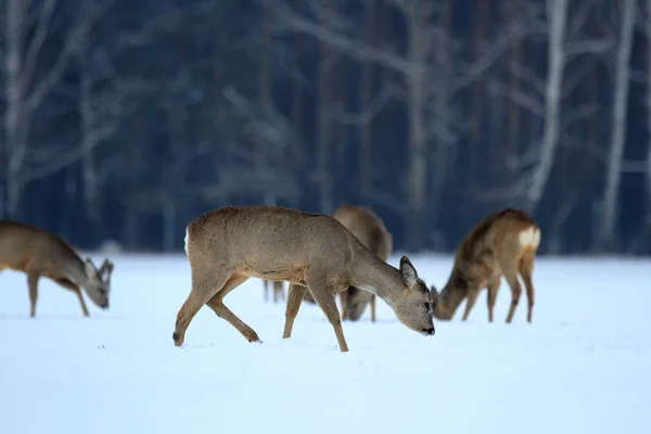 Reeën Het Bos Achtergrond Zonnige Dag — Stockfoto