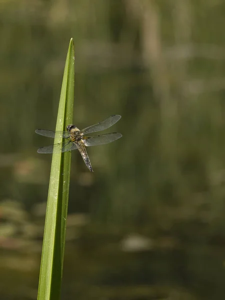 Bella Libellula Seduta Foglia Verde — Foto Stock