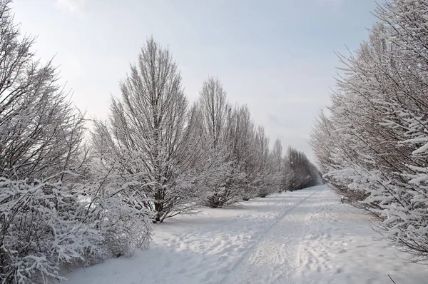 Snötäckt Gränd Vintern Träd Snön — Stockfoto
