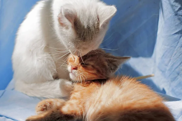 赤い子猫の頭を舐める白猫 — ストック写真