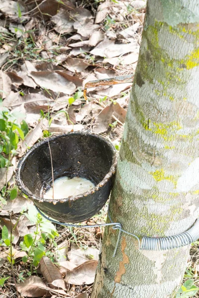 Lapisan Susu Yang Diekstrak Dari Pohon Karet Hevea Brasiliensis Sebagai — Stok Foto