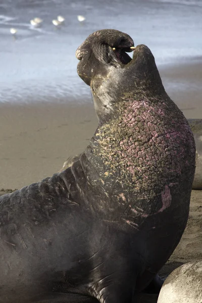 Elephant Seal Male Earlier Pink Battle Scars Wounds Visible Bellows — Stock Photo, Image