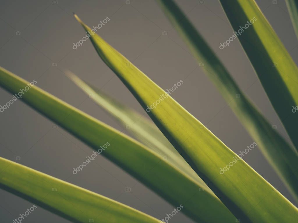YAYImages