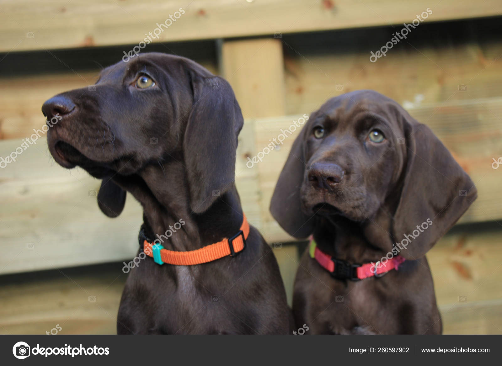 German Shorthaired Pointer Puppies Weeks Old Solid Liver Sisters