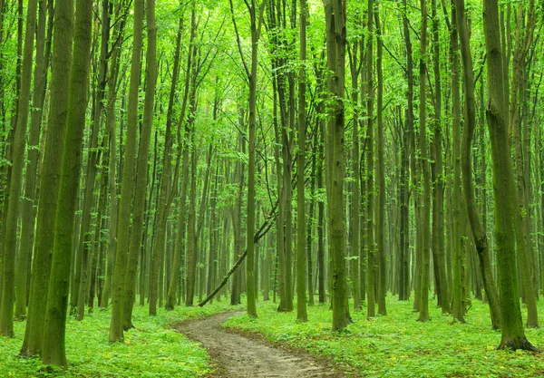 Drzewa Leśne Natura Zielone Tła Drewna — Zdjęcie stockowe