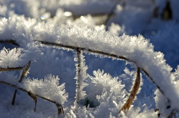 Tempo Inverno Cristais Neve Geada Grama — Fotografia de Stock
