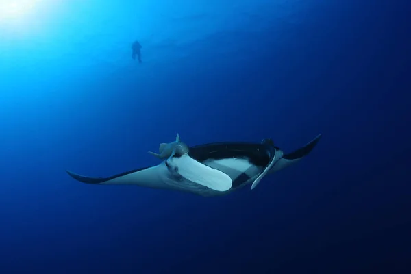 Manta Ray Potápění Pod Vodou Galapagos Ostrovy Tichého Oceánu — Stock fotografie