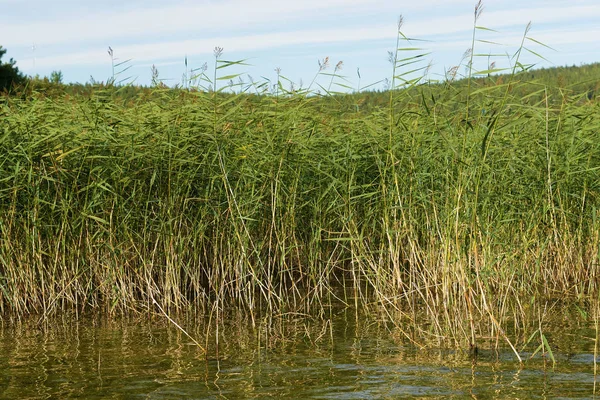 Cana Crescendo Partir Das Margens Lago — Fotografia de Stock