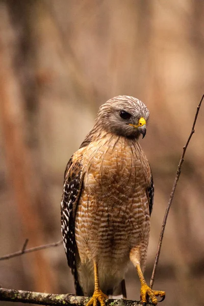 Red Shouldered Hawk Buteo Lineatus Hunts Prey Corkscrew Swamp Sanctuary — Stock Photo, Image