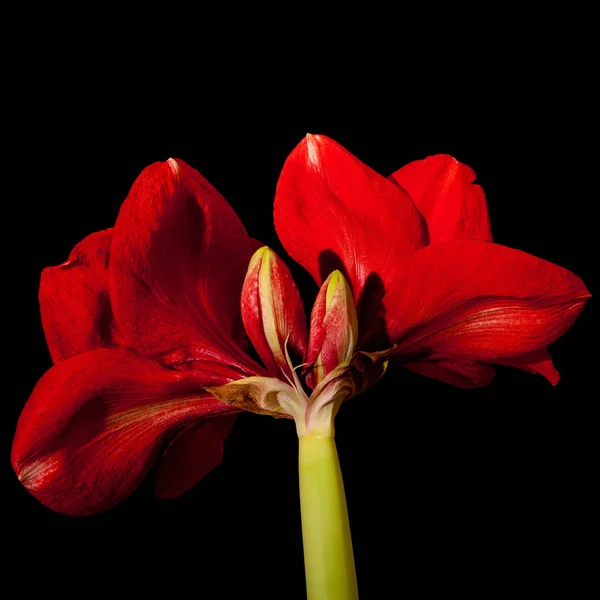 美丽花的特写视图 — 图库照片