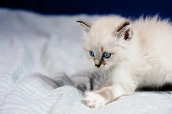 Portrait Kitten Blue Eyes Clear Coat Lying Bed Sheet Ready — Stock Photo, Image