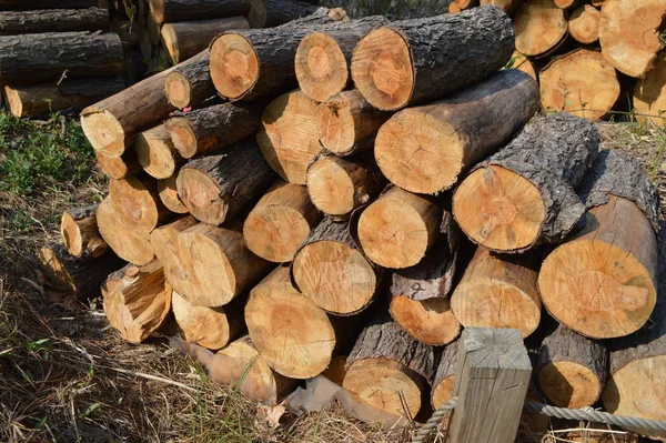 Log Ground — Stock Photo, Image