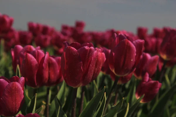 Fialové Růžové Tulipány Slunci Proti Jasné Modré Oblohy — Stock fotografie