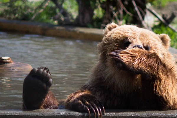 Full Body Profile Big Female Grizzly Bear — Stock Photo, Image