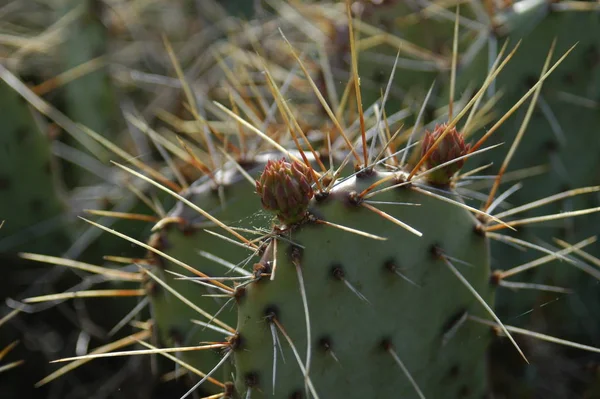 Närbild Syn Prickly Kaktus — Stockfoto