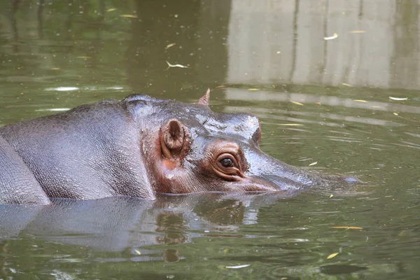 Hippopotamus Zittend Het Water — Stockfoto