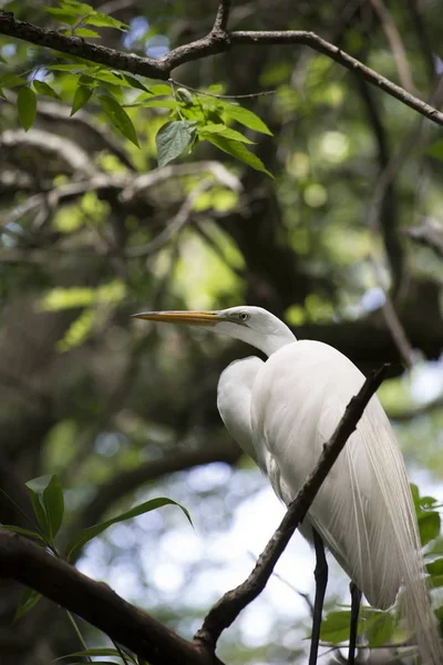 Grote Zilverreiger Een Boom — Stockfoto