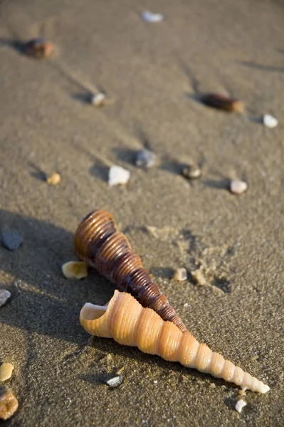 Deux Couleurs Belles Coquilles Sur Plage — Photo